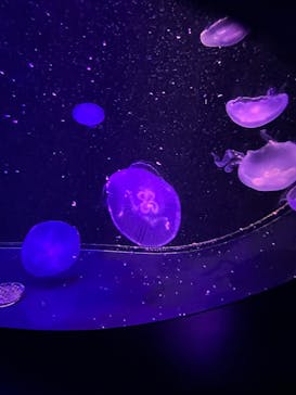 マリンワールド海の中道に投稿された画像（2024/12/27）