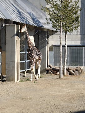 霞ケ浦 どうぶつとみんなのいえに投稿された画像（2024/12/27）