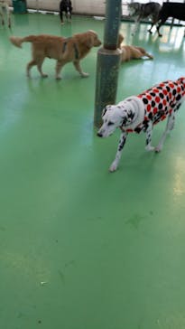 つくばわんわんランドに投稿された画像（2024/12/27）