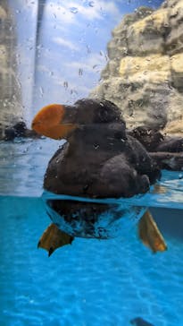 アクアワールド茨城県大洗水族館に投稿された画像（2024/12/27）