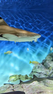 アクアワールド茨城県大洗水族館に投稿された画像（2024/12/27）
