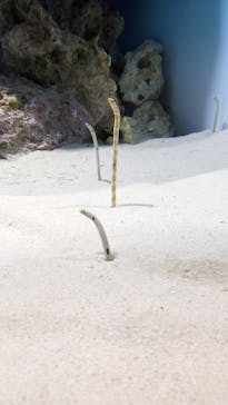 アクアワールド茨城県大洗水族館に投稿された画像（2024/12/27）
