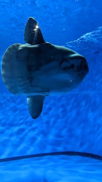 アクアワールド茨城県大洗水族館に投稿された画像（2024/12/27）