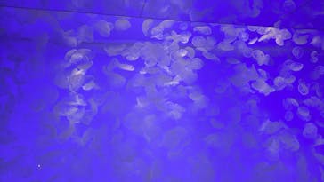 アクアワールド茨城県大洗水族館に投稿された画像（2024/12/27）