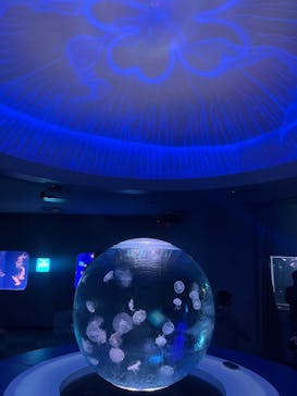 江の島シーキャンドル×新江ノ島水族館に投稿された画像（2024/12/27）