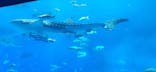 沖縄美ら海水族館に投稿された画像（2024/12/27）