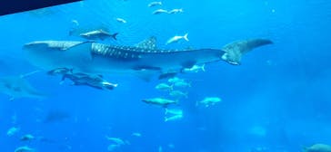 沖縄美ら海水族館に投稿された画像（2024/12/27）