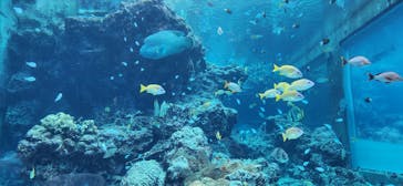 沖縄美ら海水族館に投稿された画像（2024/12/27）