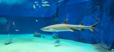 沖縄美ら海水族館に投稿された画像（2024/12/27）