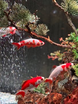 NARA KINGYO MUSEUMに投稿された画像（2024/12/27）