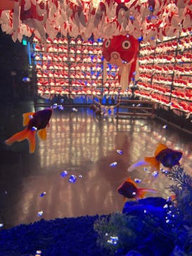 NARA KINGYO MUSEUMに投稿された画像（2024/12/27）