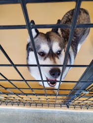 世界の名犬牧場に投稿された画像（2024/12/27）
