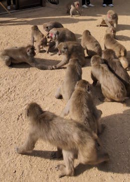 島めぐり観光バスに投稿された画像（2024/12/27）