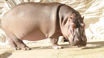 恩賜上野動物園に投稿された画像（2024/12/28）