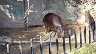恩賜上野動物園に投稿された画像（2024/12/28）