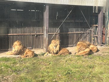 那須サファリパークに投稿された画像（2024/12/28）