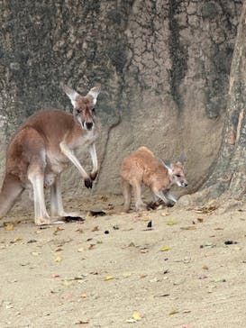 名古屋市東山動植物園に投稿された画像（2024/12/28）