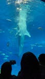 沖縄美ら海水族館に投稿された画像（2024/12/28）