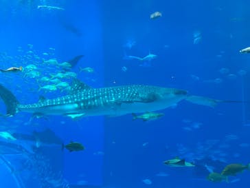 沖縄美ら海水族館に投稿された画像（2024/12/28）