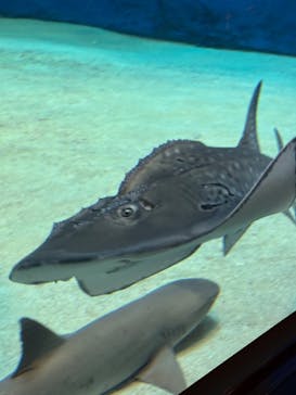 沖縄美ら海水族館に投稿された画像（2024/12/28）