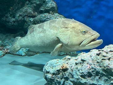 名古屋港水族館に投稿された画像（2024/12/28）