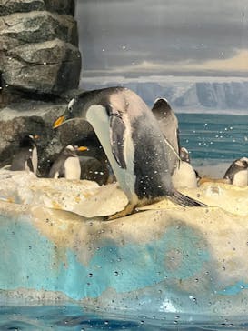 名古屋港水族館に投稿された画像（2024/12/28）