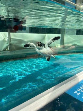 名古屋港水族館に投稿された画像（2024/12/28）