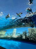 サンシャイン水族館に投稿された画像（2024/12/28）