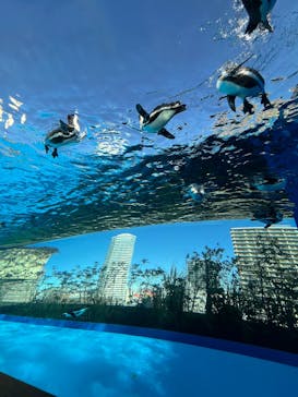 サンシャイン水族館に投稿された画像（2024/12/28）