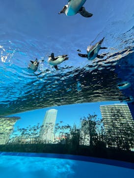 サンシャイン水族館に投稿された画像（2024/12/28）