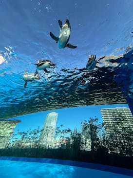 サンシャイン水族館に投稿された画像（2024/12/28）