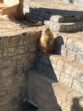 伊豆シャボテン動物公園に投稿された画像（2024/12/28）