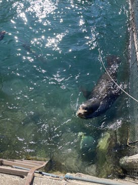 伊豆・三津シーパラダイスに投稿された画像（2024/12/28）