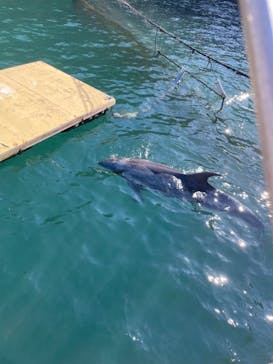 伊豆・三津シーパラダイスに投稿された画像（2024/12/28）