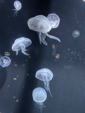 伊豆・三津シーパラダイスに投稿された画像（2024/12/28）