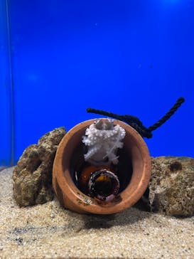 伊豆・三津シーパラダイスに投稿された画像（2024/12/28）