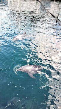 伊豆・三津シーパラダイスに投稿された画像（2024/12/28）