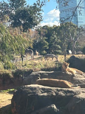 天王寺動物園に投稿された画像（2024/12/28）