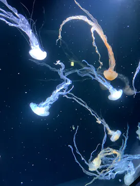 サンシャイン水族館に投稿された画像（2024/12/28）