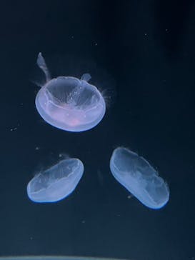 サンシャイン水族館に投稿された画像（2024/12/28）