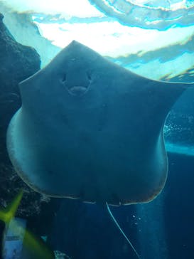 鴨川シーワールドに投稿された画像（2024/12/28）