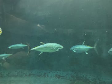 葛西臨海水族園に投稿された画像（2024/12/28）