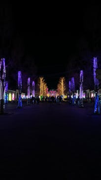 神戸イルミナージュに投稿された画像（2024/12/28）
