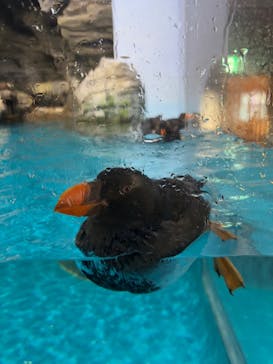 アソビュー！ポイントに投稿された画像（2024/12/28）