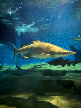 アクアワールド茨城県大洗水族館に投稿された画像（2024/12/28）
