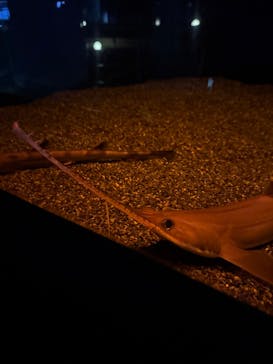 アクアワールド茨城県大洗水族館に投稿された画像（2024/12/28）