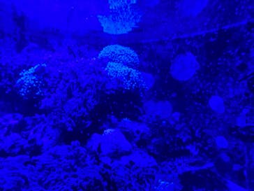 アクアワールド茨城県大洗水族館に投稿された画像（2024/12/28）