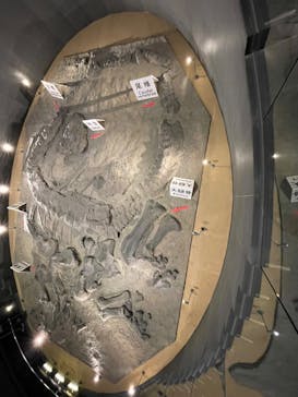 福井県立恐竜博物館に投稿された画像（2024/12/28）