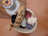 世界の名犬牧場に投稿された画像（2024/12/28）