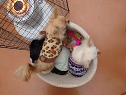 世界の名犬牧場に投稿された画像（2024/12/28）